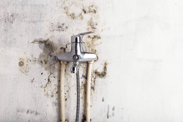 Best Same-Day Mold Removal  in Ledgewood, NJ