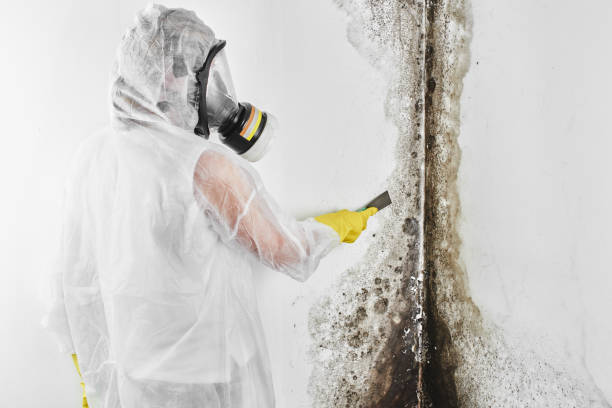 Best Commercial Mold Removal  in Ledgewood, NJ