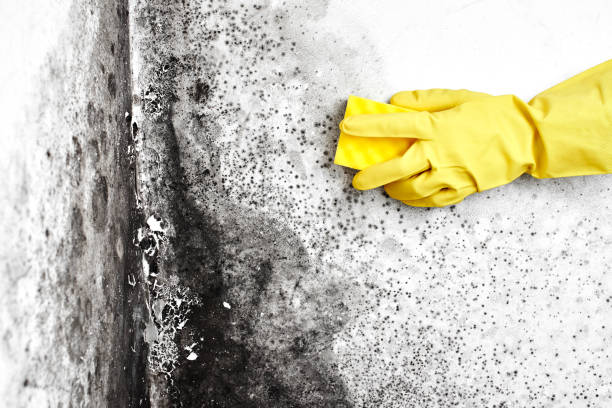 Best Affordable Mold Removal  in Ledgewood, NJ