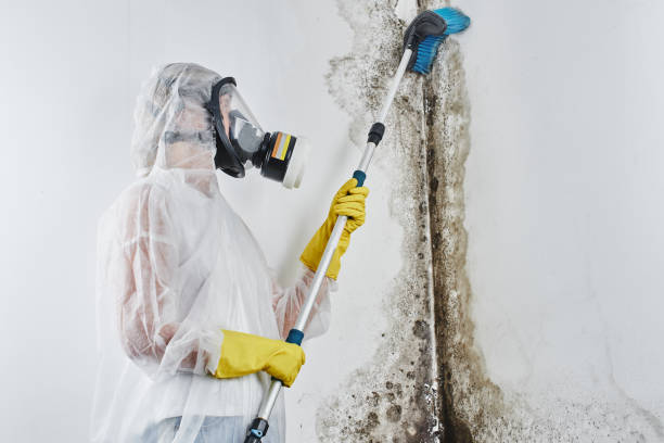 Best Home Mold Removal  in Ledgewood, NJ