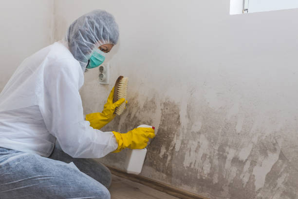 Best Professional Mold Removal  in Ledgewood, NJ