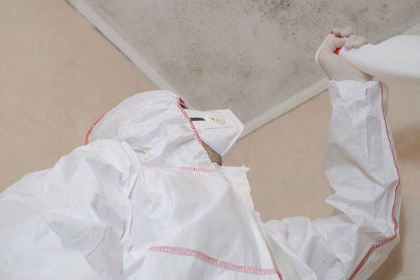 Best Mold Damage Repair  in Ledgewood, NJ