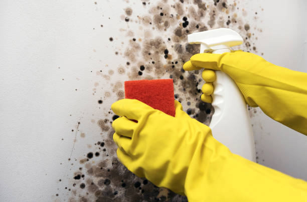 Best Professional Mold Removal  in Ledgewood, NJ