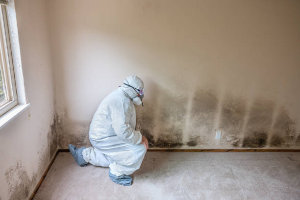 Best Home Mold Removal  in Ledgewood, NJ