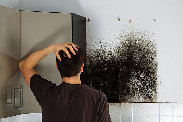 Best Local Mold Removal Service  in Ledgewood, NJ