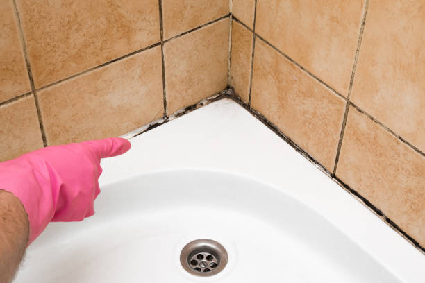 Best Crawl Space Mold Removal  in Ledgewood, NJ